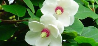 Planting and caring for magnolia in the open field, breeding methods