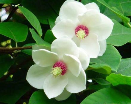 Menanam dan merawat magnolia di ladang terbuka, kaedah pembiakan