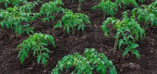 Rules of agricultural technology for growing tomatoes in open ground and greenhouse