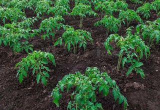 Règles de la technologie agricole pour la culture de tomates en pleine terre et en serre