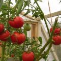 Caractéristiques et description de la variété de tomate Hurricane, son rendement