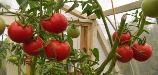 Characteristics and description of the Hurricane tomato variety, its yield