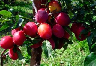 Paglalarawan ng iba't-ibang uri ng Plum Generalskaya, lumalaki at nagmamalasakit sa puno