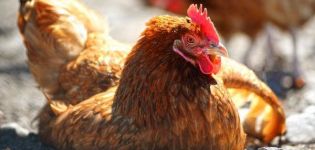 Description des meilleures méthodes de traitement et pourquoi les poulets tombent sur leurs pieds