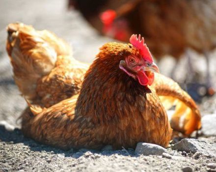 Description of the best treatment methods and why chickens fall to their feet