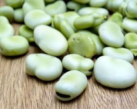 Description of the Lima bean variety, features of cultivation and care