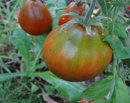 Description de la variété de tomate ananas noir et caractéristiques de culture