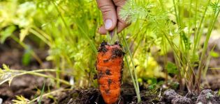 ¿Con qué frecuencia necesita regar zanahorias en campo abierto y cómo hacerlo correctamente?