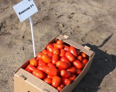 Descripción de la variedad de tomate Classic y sus características