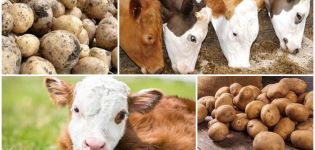 Est-il possible ou non de donner des pommes de terre crues à une vache, les avantages et les inconvénients et comment les nourrir