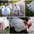 Description and characteristics of heavy cross turkeys, their breeding