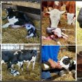 How to properly feed a cow after calving at home, drawing up a diet