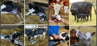 How to feed a cow after calving at home, making a diet