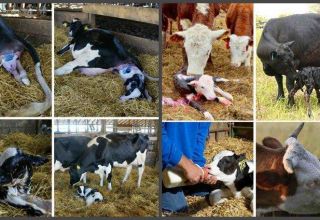 Cómo alimentar a una vaca después del parto en casa, haciendo una dieta.