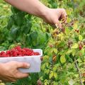 How and when to pick raspberries, quick ways and whether you need to wash the berries