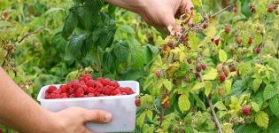 Comment et quand cueillir des framboises, des moyens rapides et si vous devez laver les baies