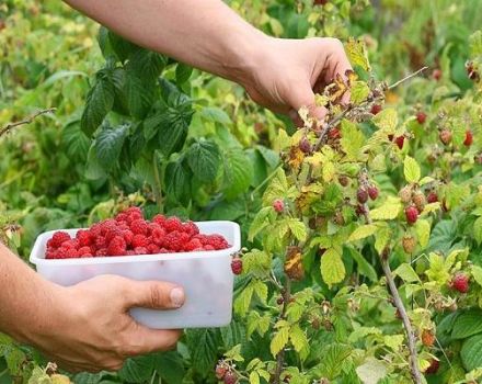 How and when to pick raspberries, quick ways and whether you need to wash the berries