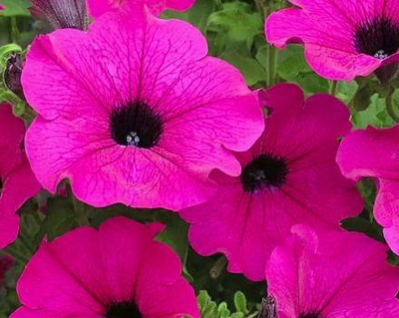 Description of the 15 best types of annual flowers to give blooming all summer