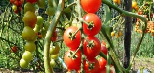 Description of the tomato variety Pomisolka, its characteristics and yield