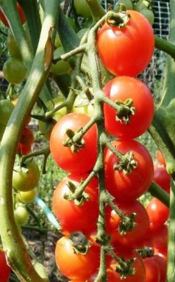 Penerangan mengenai pelbagai jenis tomato Pomisolka, ciri dan hasilnya