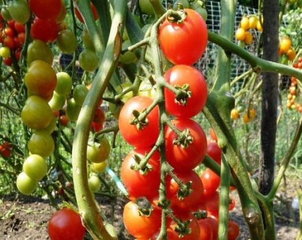 Description de la variété de tomate Pomisolka, ses caractéristiques et son rendement