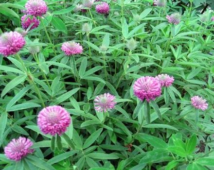 Planting and caring for clover, a description of the 25 best varieties and species