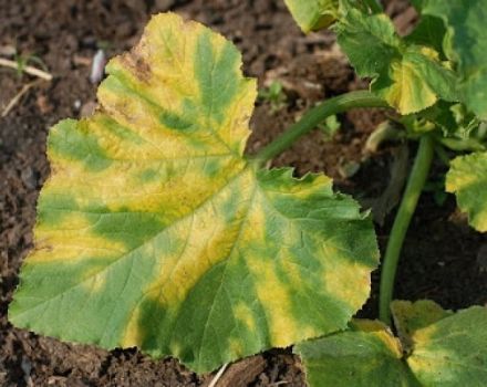 What to do if yellow spots appear on the leaves of cucumbers and how to treat