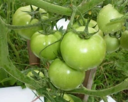 Description of the Extremal tomato variety, its characteristics and cultivation