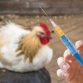 Schéma et règles de vaccination des poulets à domicile, tableau de vaccination