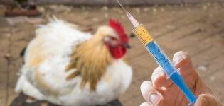 Schéma et règles de vaccination des poulets à domicile, tableau de vaccination