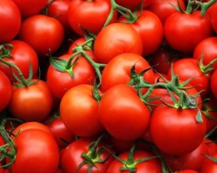 El momento correcto de sembrar tomates para plántulas en los Urales.