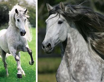 Descripción de los caballos andaluces, pros y contras, como mantener y costar