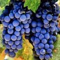 Spānijas vīnogu Tempranillo šķirnes apraksts, ražas īpašības un sala izturība