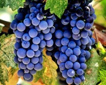 Description de la variété de raisins espagnols Tempranillo, caractéristiques de rendement et résistance au gel