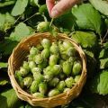 25 best varieties of hazelnuts with descriptions and characteristics, cultivation technology and care