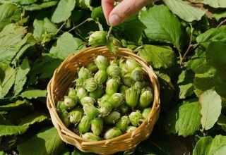 25 pinakamahusay na uri ng mga hazelnuts na may mga paglalarawan at katangian, teknolohiya ng paglilinang at pangangalaga