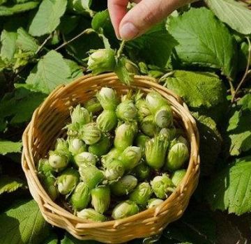 25 pinakamahusay na uri ng mga hazelnuts na may mga paglalarawan at katangian, teknolohiya ng paglilinang at pangangalaga