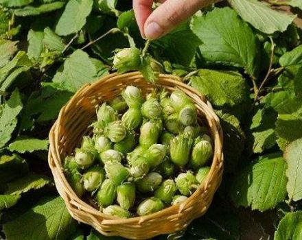 25 best varieties of hazelnuts with descriptions and characteristics, cultivation technology and care