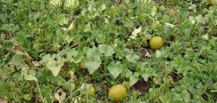 ¿Cómo cultivar melones en Siberia en campo abierto y en invernadero?