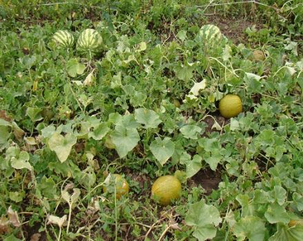 Comment faire pousser des melons en Sibérie en plein champ et en serre?