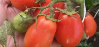 Description of the Ural tomato No worries, no hassle, the dignity of a cold-resistant variety