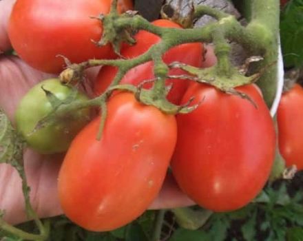 Description of the Ural tomato No worries, no hassle, the dignity of a cold-resistant variety