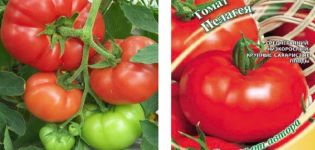 Description de la variété de tomate Pelageya et de ses caractéristiques