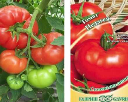 Description of the tomato variety Pelageya and its characteristics