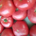 Ciri-ciri dan perihalan varieti tomato Pink Katya f1, hasilnya