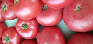 Características y descripción de la variedad de tomate Pink Katya f1, su rendimiento