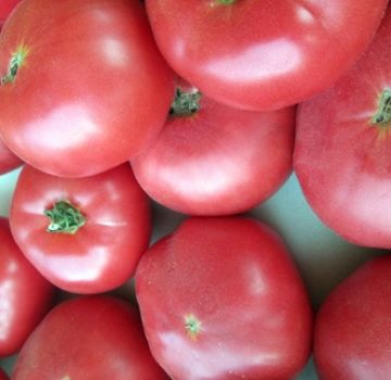 Caractéristiques et description de la variété de tomate Pink Katya f1, son rendement