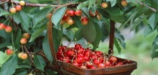 ¿Para qué año después de la plantación debe dar fruto la cereza y la distancia entre árboles?