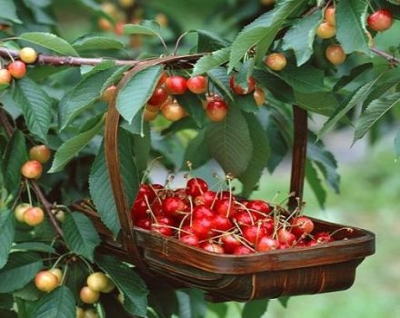 ¿Para qué año después de la plantación debe dar fruto la cereza y la distancia entre árboles?