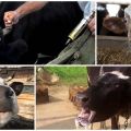 Symptoms and signs of rabies in cattle, treatment methods and vaccination regimens